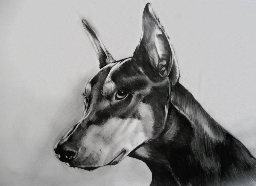 Doberman