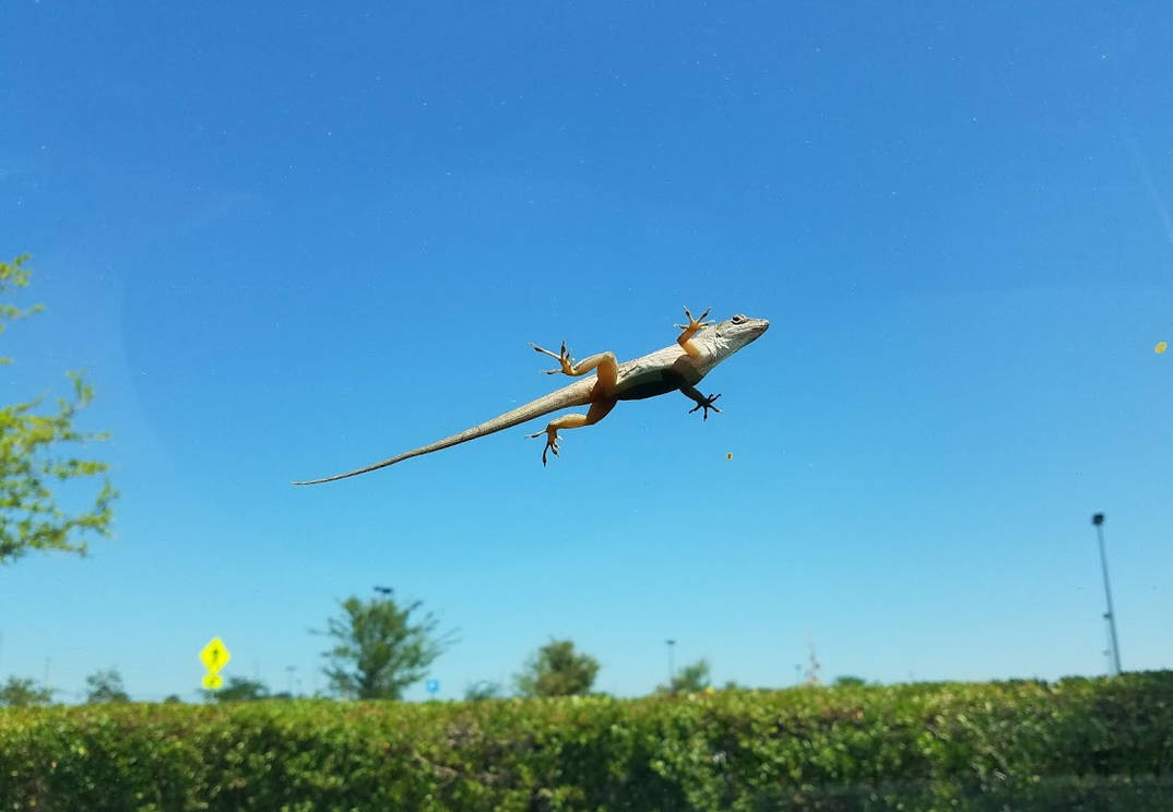 Lizard Windshield by momisabrat on DeviantArt