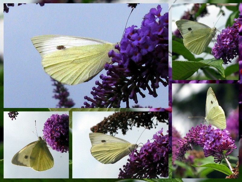 Cabbage white