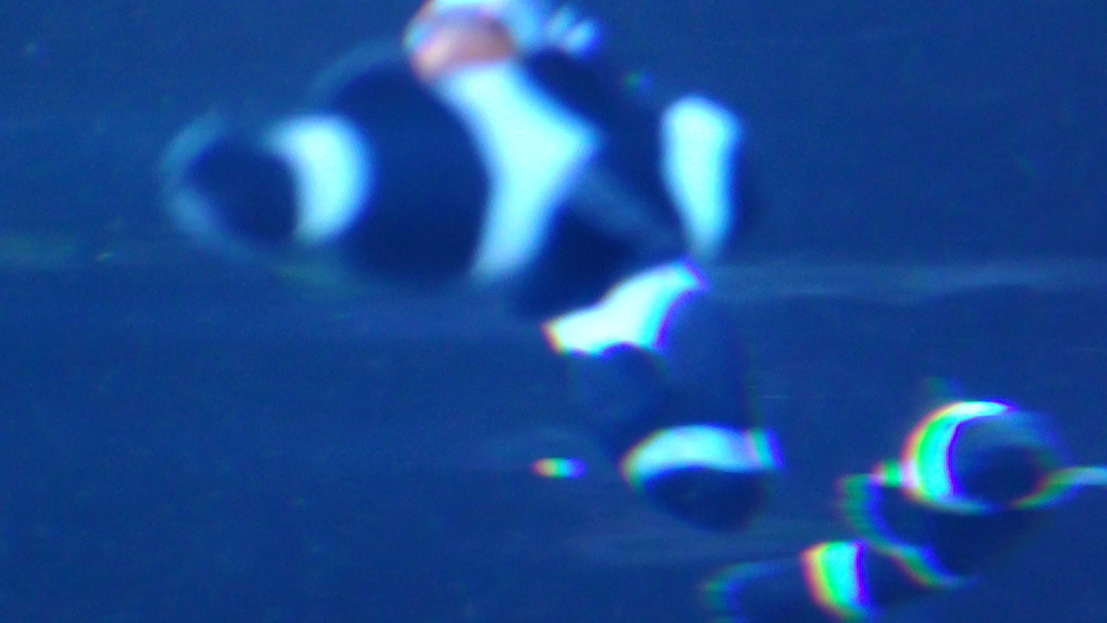 The abstract mime fish clan by Solarpolarix on DeviantArt