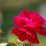 A Red Red Rose