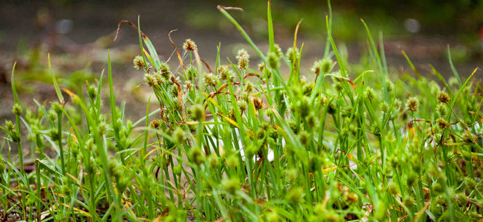 small forest