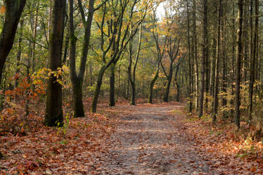 Wood by Riethoven (NL) at autumn