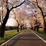 Sakura Road