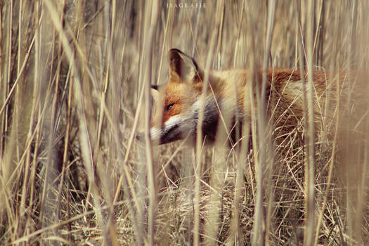 hungry fox