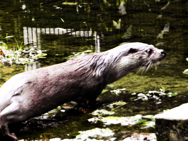 Otter 01