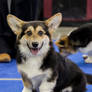 Welsh Corgi