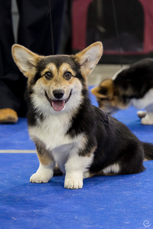 Welsh Corgi