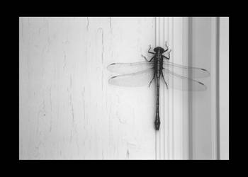 Dragonfly 01