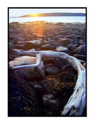 Driftwood In Maine 01