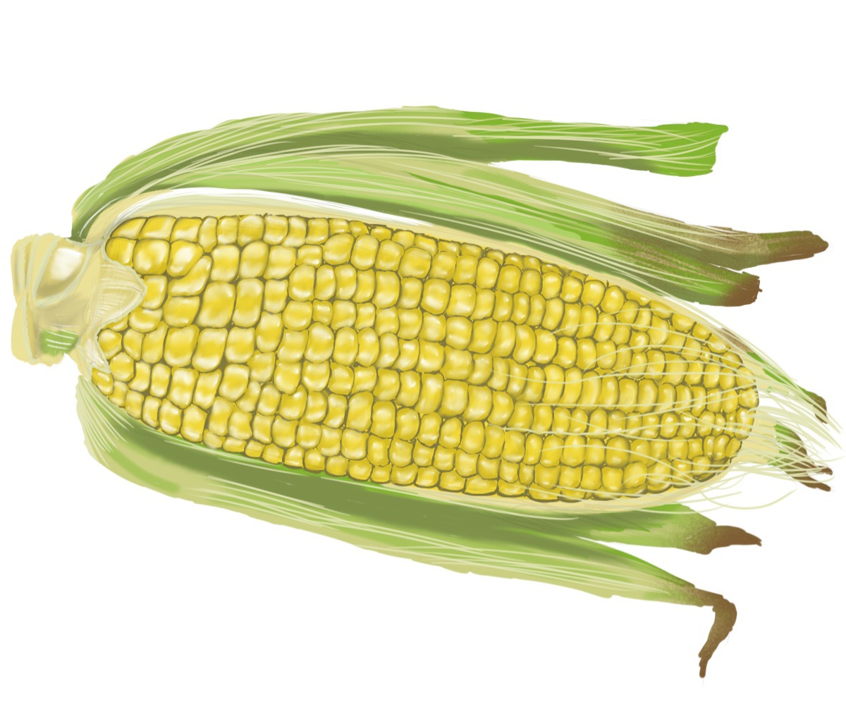 Corn by ValhallasDemise on DeviantArt