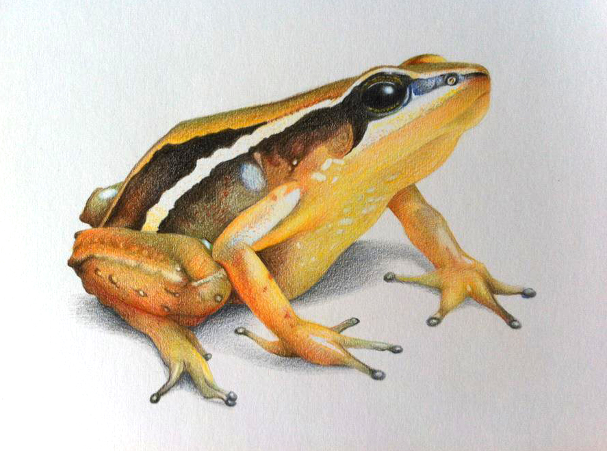 frog 1