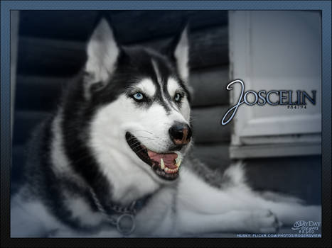 SOLD-08-Husky