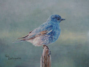 Mountain Bluebird