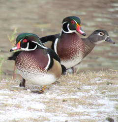 Wood Ducks