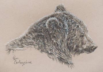July 1 bear sketch