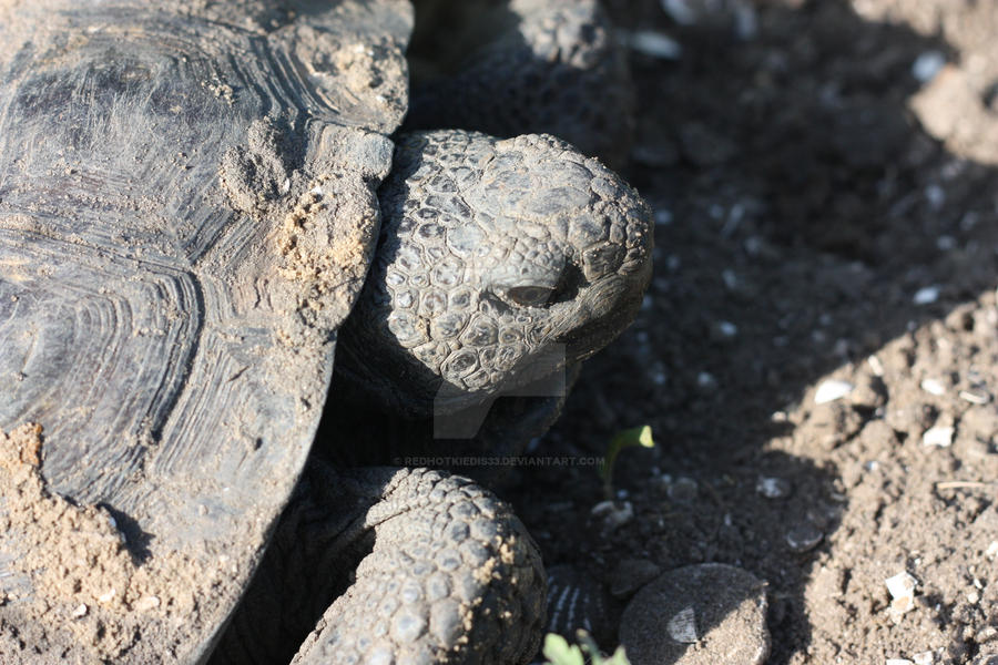Gopher Tortoise By Redhotkiedis33 On DeviantArt