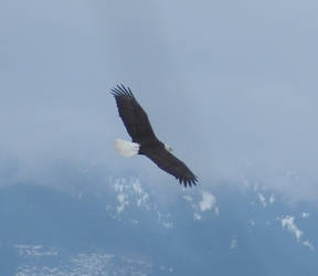 Eagle Cruising the Stilliguamish River