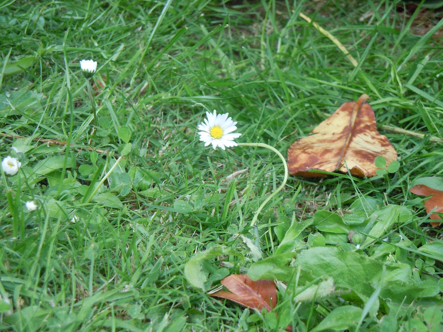 Transfixed Daisy Warped Daisy by Mallow-wollaM on DeviantArt