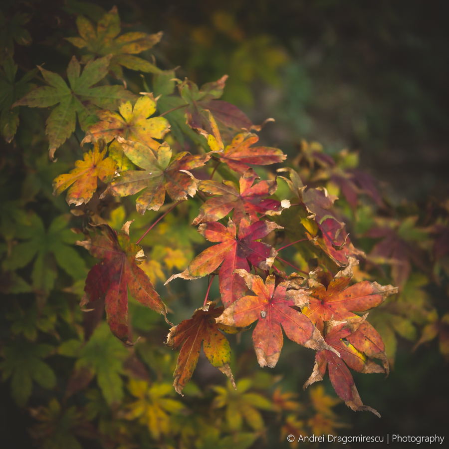 Some Red Leaves