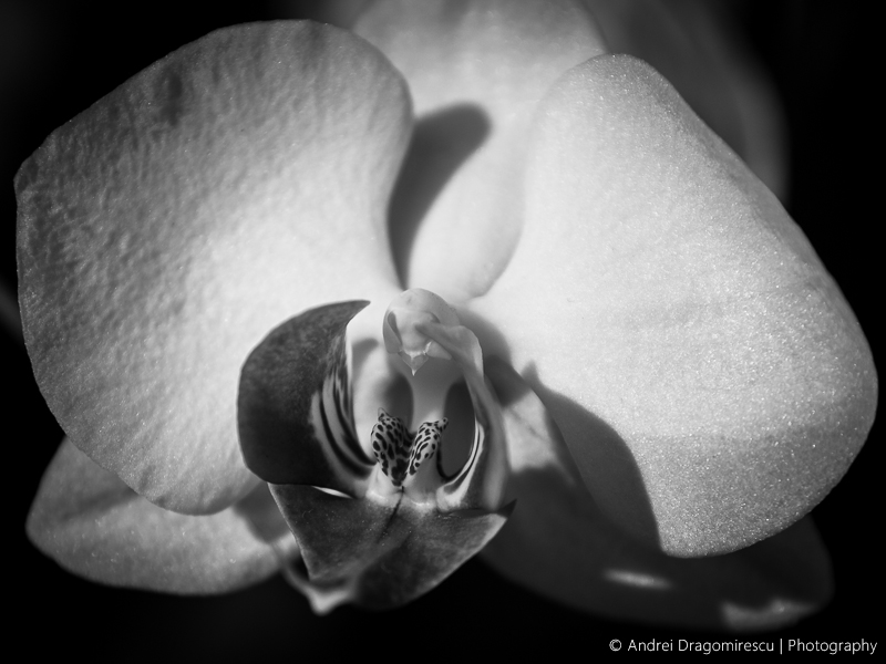 Orchid