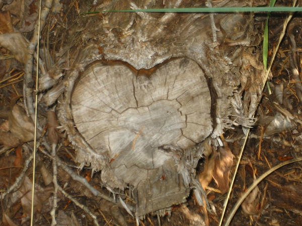 Stump Love