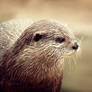 Otter Portrait