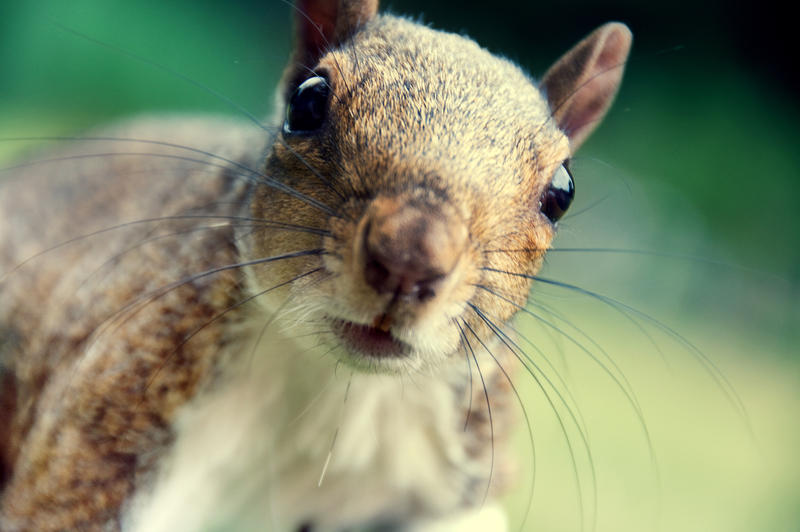 You has a nut for me?