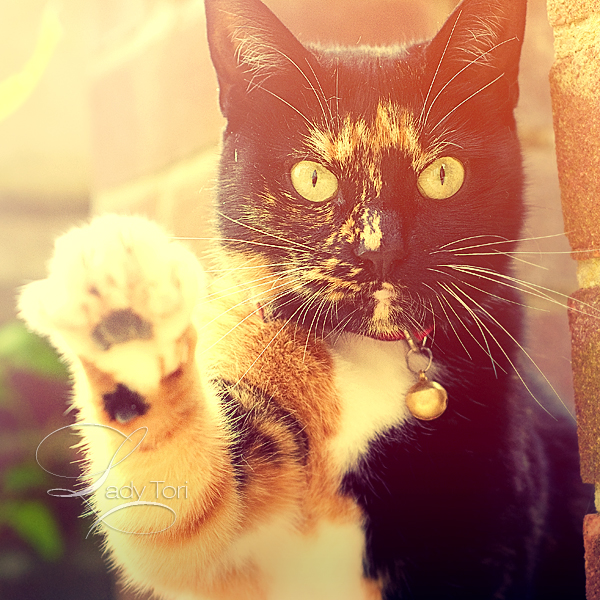 No moar picz nao by Lady-Tori