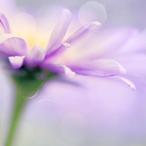 Lavender by Lady-Tori