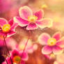 Treasures