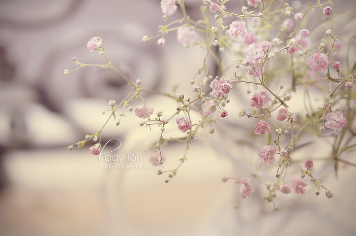 Vintage Babysbreath