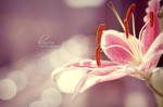 Lilly Bokeh by Lady-Tori