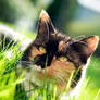 Awwh