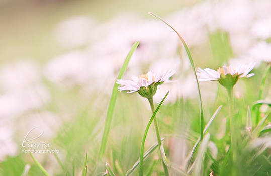 Daisies