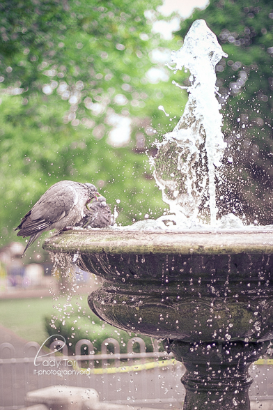 Birdie Bath