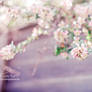 Day Twenty-four - Lilac