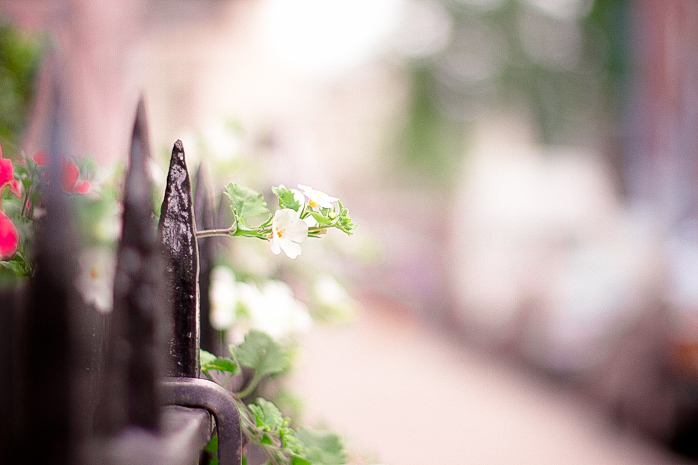 Day Forty - White Flowers