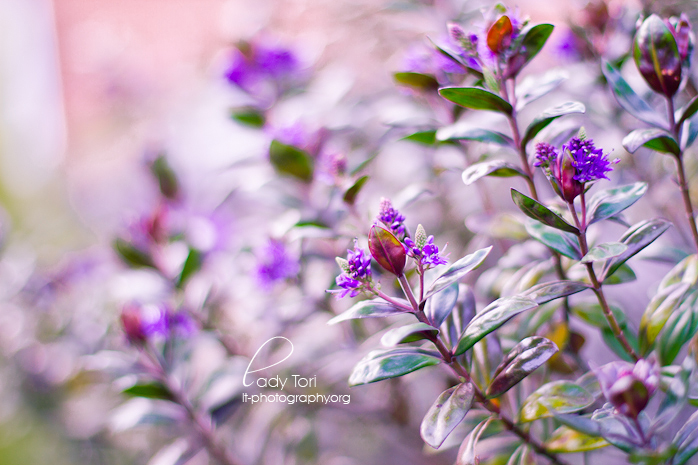 Day Forty-Three - Flowers