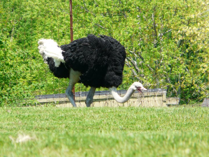 Ostrich 02