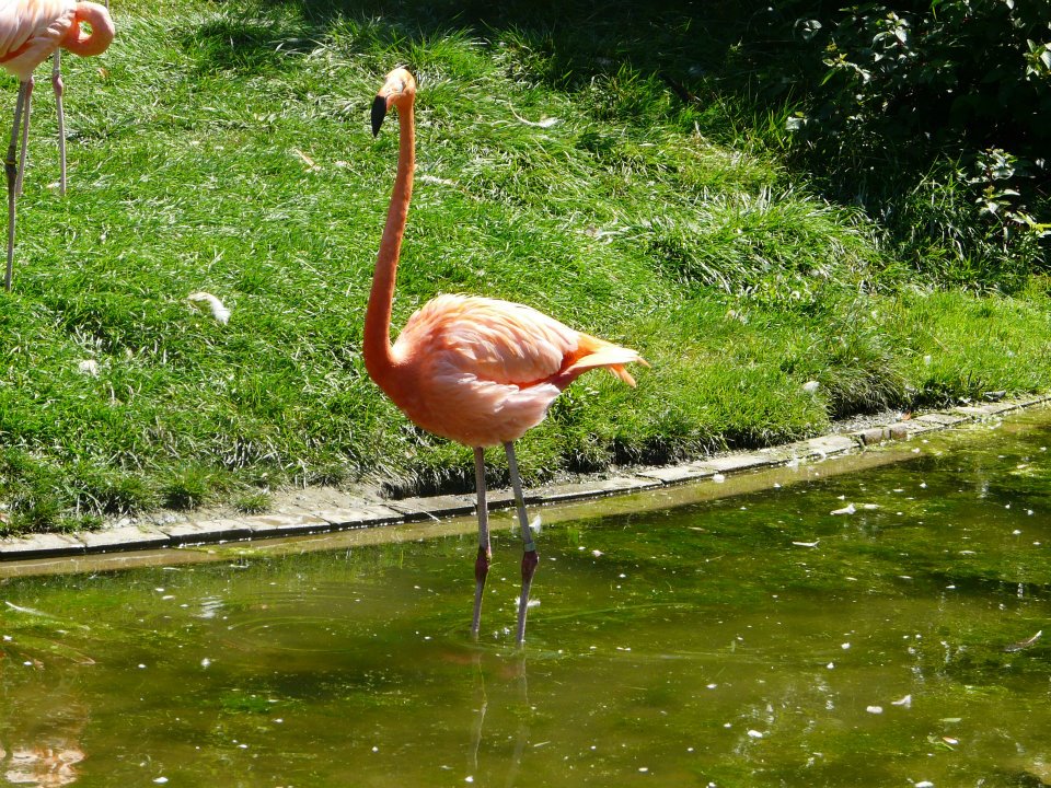 Flamingo 06