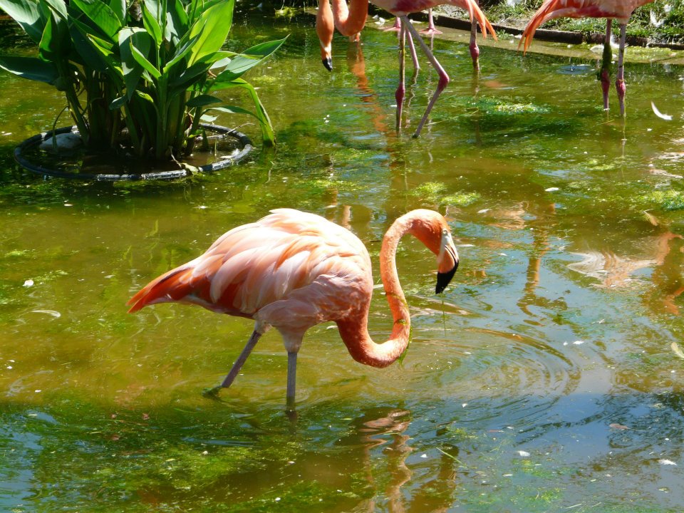 Flamingo 12