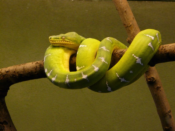 Green Tree Boa 01