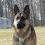 German Shepherd Stock 05