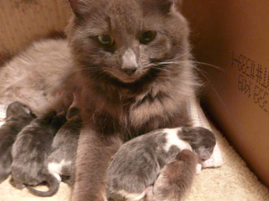 Mommy with Kittens