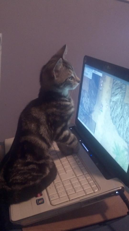 Cat on Computer