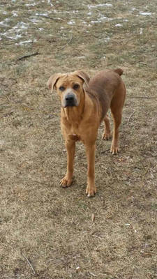 Cane Corso Stock 01