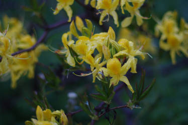 Flowers after rain