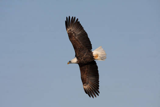 Riding the Thermals