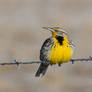 Western Meadowlark